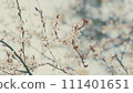 Showy White Flowers In Early Spring. Cherry Plum And Myrobalan Plum Branch With Flowers And Leaves. 111401651