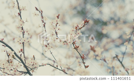 Showy White Flowers In Early Spring. Cherry Plum And Myrobalan Plum Branch With Flowers And Leaves. 111401651