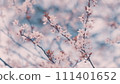 Spring Flowers. Branch Of A Purple Leaf Plum Tree Or Prunus Cerasifera. Red Brown Bark. 111401652
