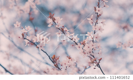 Spring Flowers. Branch Of A Purple Leaf Plum Tree Or Prunus Cerasifera. Red Brown Bark. 111401652