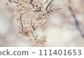 Dreamlike Romantic Background Of Spring. Petals Of Plum Blossom On Branch Open In Early Spring. 111401653