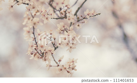 Dreamlike Romantic Background Of Spring. Petals Of Plum Blossom On Branch Open In Early Spring. 111401653