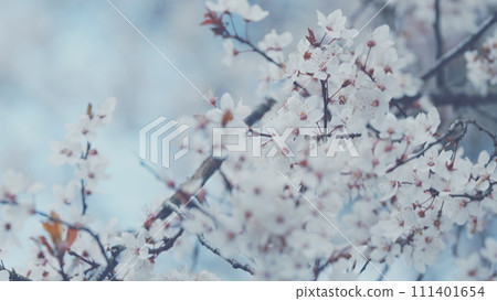 Nature Background. Beautiful Decorative Tree. Purple Leaf Plum. Purple Leaf Plum Blossoms Blooming. Nature Background. Beautiful Decorative Tree. Purple Leaf Plum. Purple Leaf Plum Blossoms Blooming. 111401654