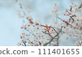 Spring Blooming Garden. Red Leaf Plum Blossoms. Beautiful Background Of Light Red Plum Blossoms. 111401655