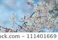 Romantic Background Of Spring. Outdoor Nature. Spring Garden. White Blossoms On Tree Branch With Red And Green Leaves. 111401669
