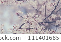 Branches Of Fruit Trees With Blossom White Flowers. Branch Of A Purple Leaf Plum Tree. 111401685