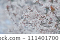 Panoramic Scenery. Twig Of Light Cherry Plum. Blossom With Light Flowers And Some Red Leaves. 111401700