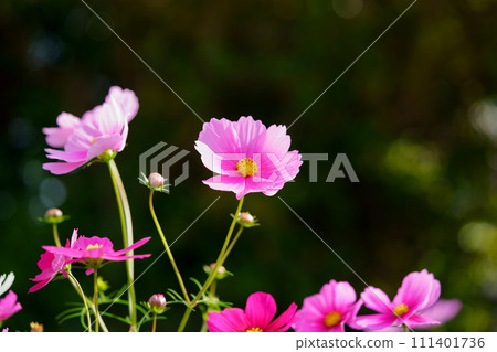 Cosmos flowers on a black background (Kyoninkyo) Cosmos flowers on a black background (Kyoninkyo) 111401736