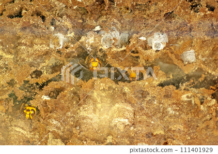 Cross section of a wasp nest 111401929