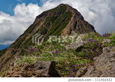 八嶽山脈,橫嶽山脊線和赤岳上的高山植物 八嶽山脈,橫嶽山脊線和赤岳上的高山植物 111402832