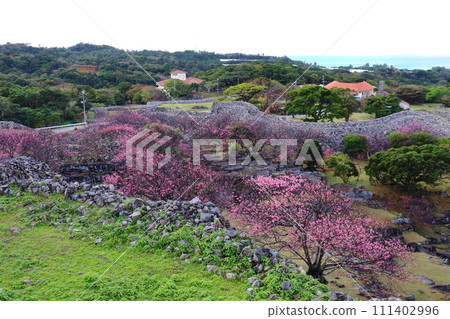 Kanhizakura and outer castle wall of Nakijin Castle ruins Kanhizakura and outer castle wall of Nakijin Castle ruins 111402996
