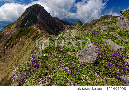 Alpine plants on the Yatsugatake mountain range and Yokodake ridgeline and Akadake with clouds 111403008