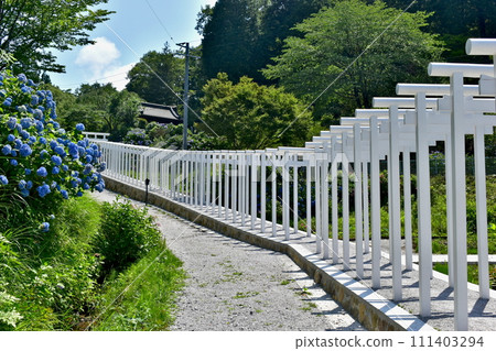 岡山 裡寺 鳥居 白色鳥居 繡球花 繡球花 繡球花 岡山 裡寺 鳥居 白色鳥居 繡球花 繡球花 繡球花 111403294