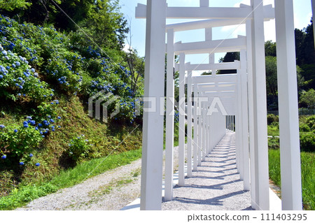 岡山 裡寺 鳥居 白色鳥居 繡球花 繡球花 繡球花 岡山 裡寺 鳥居 白色鳥居 繡球花 繡球花 繡球花 111403295