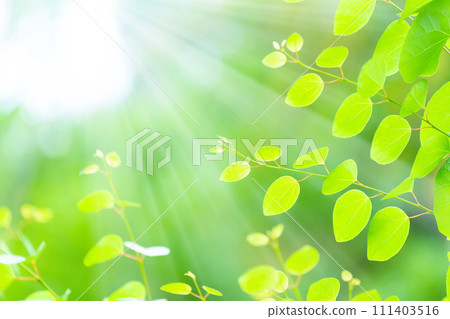 Light shines on the fresh green of the wig 111403516