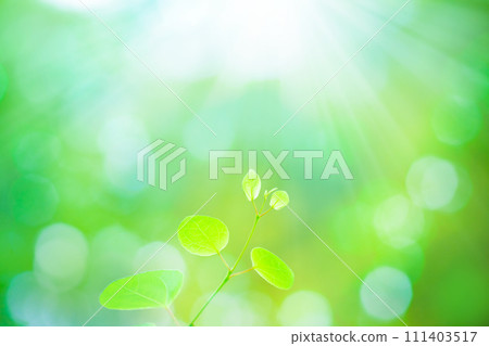 Light shines on the fresh green of the wig 111403517
