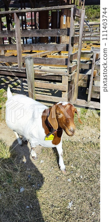 Aichi Farm where you can enjoy interacting with each other 111403744