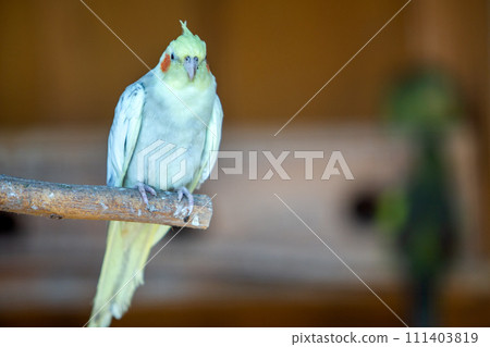 Colorful parrot in a cage at a zoo. 111403819
