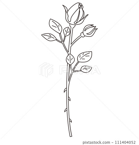 單朵玫瑰、花蕾玫瑰向量的線條畫插圖 單朵玫瑰、花蕾玫瑰向量的線條畫插圖 111404052