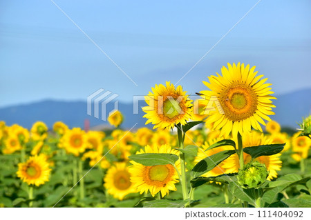 Himawari Himawari Himawari 岡山笠岡灣農場 111404092