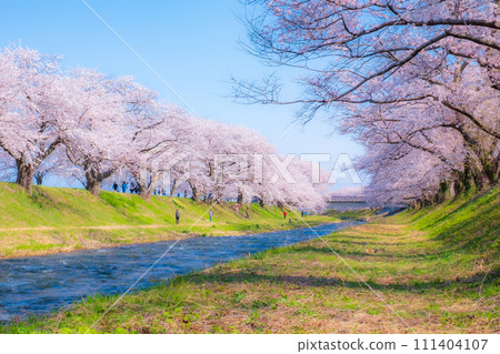 A row of cherry blossom trees in Asahi Funakawa (soft focus) A row of cherry blossom trees in Asahi Funakawa (soft focus) 111404107