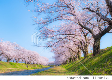 A row of cherry blossom trees in Asahi Funakawa (soft focus) A row of cherry blossom trees in Asahi Funakawa (soft focus) 111404170