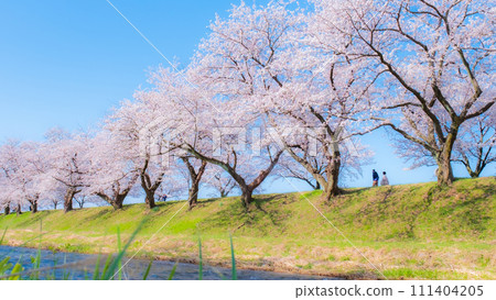 A row of cherry blossom trees in Asahi Funakawa (soft focus) A row of cherry blossom trees in Asahi Funakawa (soft focus) 111404205