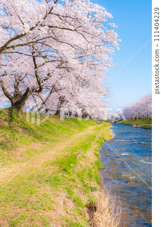 A row of cherry blossom trees in Asahi Funakawa (soft focus) A row of cherry blossom trees in Asahi Funakawa (soft focus) 111404229