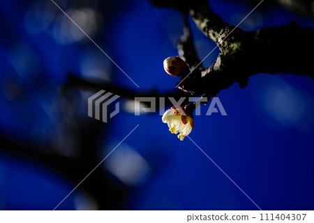 A single sparkling plum blossom against the light A single sparkling plum blossom against the light 111404307