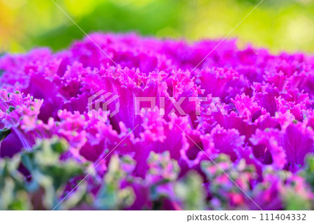 Close up of bright purple leaves peony 111404332