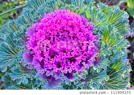 bright purple leaf peony bright purple leaf peony 111404333