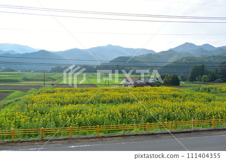 Mutsumi Himawari Road Yamaguchi Himawari Himawari 向日葵田 夏天 111404355