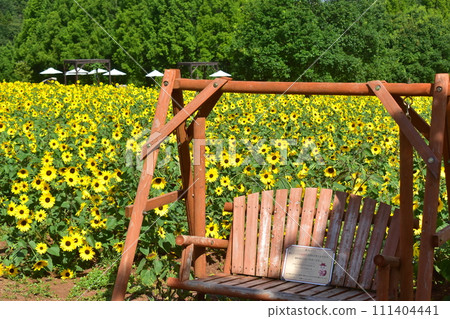 Sunflowers Sunflowers Hiroshima Sera Kogen Farm 111404441