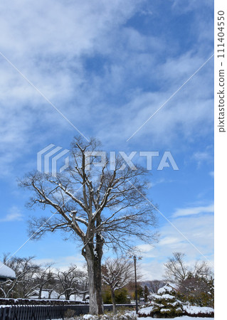 Winter blue sky, snowy landscape, and large trees 111404550