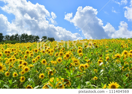 Hiruzen Jersey Land 岡山嚮日葵 向日葵 向日葵田 向日葵田 夏天 Hiruzen Jersey Land 岡山嚮日葵 向日葵 向日葵田 向日葵田 夏天 111404569