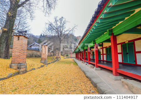 Ginkgo tree fallen leaves on yard of  hanok in NajuHyanggyo,Naju-si, South Korea. 111404917