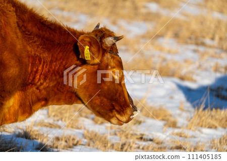 阿蘇山上的牛 111405185