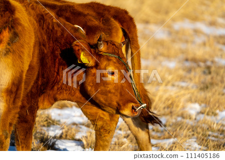 阿蘇山上的牛 111405186