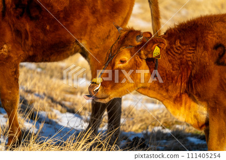 阿蘇山的風景 111405254
