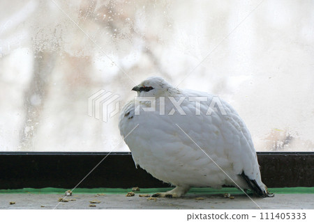 被囚禁的家雞 111405333