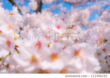 Cherry blossoms in full bloom (soft focus) Cherry blossoms in full bloom (soft focus) 111406283