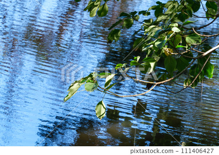 Reflecting green 111406427