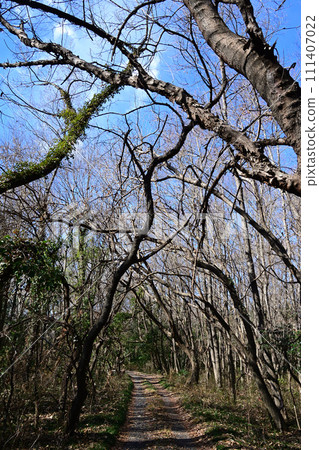 荒川濕地中生長的榿木隧道 荒川濕地中生長的榿木隧道 111407022