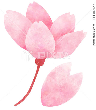 A simple and stylish illustration of cherry blossoms viewed from the side, 30 minutes in bloom 111407644