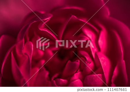 Red rose flower petals. Soft focus, abstract floral background. Macro flowers backdrop for holiday design Red rose flower petals. Soft focus, abstract floral background. Macro flowers backdrop for holiday design 111407681
