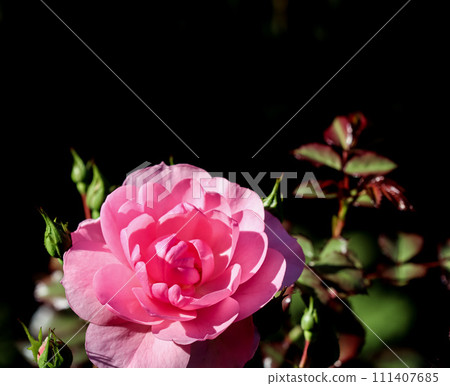 Soft pink rose Bonica with buds in the garden. Perfect for background of greeting cards for birthday, Valentine's Day and Mother's Day 111407685