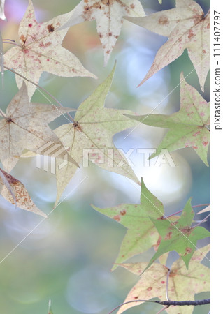 Autumn leaves of trees native to the United States (American sweetgum, sweetgum) Autumn leaves of trees native to the United States (American sweetgum, sweetgum) 111407797