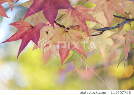 Autumn leaves of trees native to the United States (American sweetgum, sweetgum) Autumn leaves of trees native to the United States (American sweetgum, sweetgum) 111407798