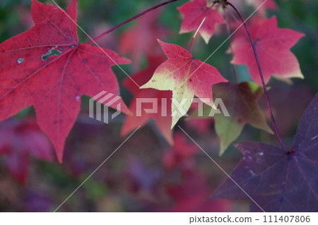 Trees with colorful autumn leaves (American sweetgum, sweetgum) 111407806