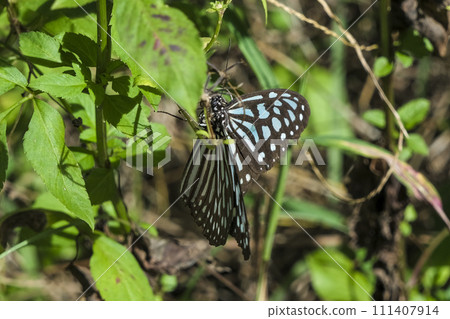 棲息於奄美大島的有蘇近鱈魚 棲息於奄美大島的有蘇近鱈魚 111407914